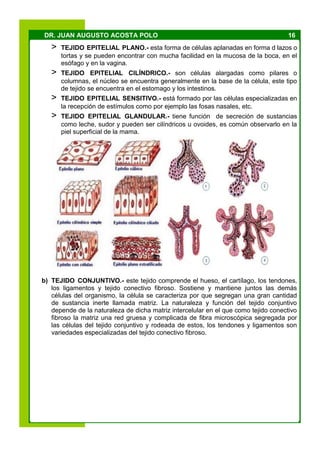 16DR. JUAN AUGUSTO ACOSTA POLO
> TEJIDO EPITELIAL PLANO.- esta forma de células aplanadas en forma d lazos o
tortas y se pueden encontrar con mucha facilidad en la mucosa de la boca, en el
esófago y en la vagina.
> TEJIDO EPITELIAL CILÍNDRICO.- son células alargadas como pilares o
columnas, el núcleo se encuentra generalmente en la base de la célula, este tipo
de tejido se encuentra en el estomago y los intestinos.
> TEJIDO EPITELIAL SENSITIVO.- está formado por las células especializadas en
la recepción de estímulos como por ejemplo las fosas nasales, etc.
> TEJIDO EPITELIAL GLANDULAR.- tiene función de secreción de sustancias
como leche, sudor y pueden ser cilíndricos u ovoides, es común observarlo en la
piel superficial de la mama.
b) TEJIDO CONJUNTIVO.- este tejido comprende el hueso, el cartílago, los tendones,
los ligamentos y tejido conectivo fibroso. Sostiene y mantiene juntos las demás
células del organismo, la célula se caracteriza por que segregan una gran cantidad
de sustancia inerte llamada matriz. La naturaleza y función del tejido conjuntivo
depende de la naturaleza de dicha matriz intercelular en el que como tejido conectivo
fibroso la matriz una red gruesa y complicada de fibra microscópica segregada por
las células del tejido conjuntivo y rodeada de estos, los tendones y ligamentos son
variedades especializadas del tejido conectivo fibroso.
 