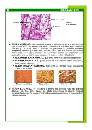17 BIOLOGÍA GENERAL
c) TEJIDO MUSCULAR.- el movimiento de cada articulación de los animales se logra
por la contracción de células alargadas, cilíndricas o fusiformes que contienen
muchos y pequeñas fibras contráctiles, longitudinales o paralelas llamadas
miofibrillas, formada por proteínas, miosina, actina, etc. Las células musculares
hacen trabajo mecánico al contraerse en cuyo acto se acortan y se ensanchan en el
cuerpo humano hay tres tipos de músculos: el cardiaco, el liso y el estriado.
> TEJIDO MUSCULAR CARDIACO.- que forma parte de las paredes del corazón.
> TEJIDO MUSCULAR LISO.- que se encuentra en las paredes del tubo digestivo y
otros órganos internos.
> TEJIDO MUSCULAR ESTRIADO.- representa las grandes masas musculares
unidas a los huesos.
d) TEJIDO SANGUÍNEO.- se considera la sangre, los glóbulos rojos, los glóbulos
blancos, etc. Una parte liquida sin célula denominada el plasma, muchos
especialistas incluyen la sangre en los tejidos conjuntivos porque se originan también
células similares.
 
