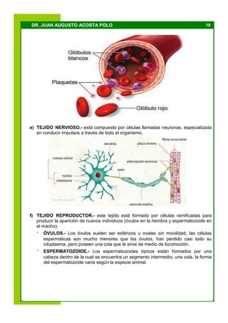 18DR. JUAN AUGUSTO ACOSTA POLO
e) TEJIDO NERVIOSO.- está compuesto por células llamadas neuronas, especializada
en conducir impulsos a través de todo el organismo.
f) TEJIDO REPRODUCTOR.- este tejido está formado por células ramificadas para
producir la aparición de nuevos individuos (óvulos en la hembra y espermatozoide en
el macho).
· ÓVULOS.- Los óvulos suelen ser esféricos u ovales sin movilidad, las células
espermáticas son mucho menores que los óvulos, han perdido casi todo su
citoplasma, pero poseen una cola que le sirve de medio de locomoción.
· ESPERMATOZOIDE.- Los espermatozoides típicos están formados por una
cabeza dentro de la cual se encuentra un segmento intermedio, una cola, la forma
del espermatozoide varía según la especie animal.
 