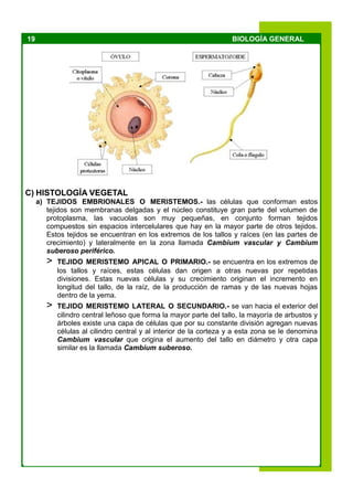 19 BIOLOGÍA GENERAL
C) HISTOLOGÍA VEGETAL
a) TEJIDOS EMBRIONALES O MERISTEMOS.- las células que conforman estos
tejidos son membranas delgadas y el núcleo constituye gran parte del volumen de
protoplasma, las vacuolas son muy pequeñas, en conjunto forman tejidos
compuestos sin espacios intercelulares que hay en la mayor parte de otros tejidos.
Estos tejidos se encuentran en los extremos de los tallos y raíces (en las partes de
crecimiento) y lateralmente en la zona llamada Cambium vascular y Cambium
suberoso periférico.
> TEJIDO MERISTEMO APICAL O PRIMARIO.- se encuentra en los extremos de
los tallos y raíces, estas células dan origen a otras nuevas por repetidas
divisiones. Estas nuevas células y su crecimiento originan el incremento en
longitud del tallo, de la raíz, de la producción de ramas y de las nuevas hojas
dentro de la yema.
> TEJIDO MERISTEMO LATERAL O SECUNDARIO.- se van hacia el exterior del
cilindro central leñoso que forma la mayor parte del tallo, la mayoría de arbustos y
árboles existe una capa de células que por su constante división agregan nuevas
células al cilindro central y al interior de la corteza y a esta zona se le denomina
Cambium vascular que origina el aumento del tallo en diámetro y otra capa
similar es la llamada Cambium suberoso.
 