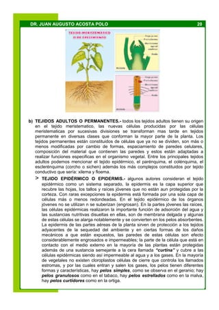 20DR. JUAN AUGUSTO ACOSTA POLO
b) TEJIDOS ADULTOS O PERMANENTES.- todos los tejidos adultos tienen su origen
en el tejido meristematico, las nuevas células producidas por las células
meristematicas por sucesivas divisiones se transforman mas tarde en tejidos
permanente en diversas clases que conforman la mayor parte de la planta. Los
tejidos permanentes están constituidos de células que ya no se dividen, son más o
menos modificadas por cambio de formas, espaciamiento de paredes celulares,
composición del material que contienen las paredes y estos están adaptadas a
realizar funciones especificas en el organismo vegetal. Entre los principales tejidos
adultos podemos mencionar el tejido epidérmico, el parénquima, el colénquima, el
esclerénquima (corcho o sichen) además los más complejos constituidos por tejido
conductivo que sería: xilema y floema.
> TEJIDO EPIDÉRMICO O EPIDERMIS.- algunos autores consideran el tejido
epidérmico como un sistema separado, la epidermis es la capa superior que
recubre las hojas, los tallos y raíces jóvenes que no están aun protegidas por la
corteza. Con raras excepciones la epidermis está formada por una sola capa de
células más o menos redondeadas. En el tejido epidérmico de los órganos
jóvenes no se utilizan n se suberizan (engrosan). En la partes jóvenes las raíces,
las células epidérmicas realizaron la importante función de adsorción del agua y
las sustancias nutritivas disueltas en ellas, son de membrana delgada y algunas
de estas células se alarga notablemente y se convierten en los pelos absorbentes.
La epidermis de las partes aéreas de la planta sirven de protección a los tejidos
adyacentes de la sequedad del ambiente y en ciertas formas de los daños
mecánicos a que están expuestos, las paredes de estas células son efecto
considerablemente engrosados e impermeables; la parte de la célula que está en
contacto con el medio externo en la mayoría de las plantas están protegidas
además de una sustancia semejante a la cera llamada “curtina” y cubre a las
células epidérmicas siendo así impermeable al agua y a los gases. En la mayoría
de vegetales no existen cloroplastos células de cierre que controla los llamados
estromas, y por las cuales entran y salen los gases, los pelos tienen diferentes
formas y características, hay pelos simples, como se observa en el geranio; hay
pelos granulosos como en el tabaco, hay pelos estrellados como en la malva,
hay pelos curtidores como en la ortiga.
 