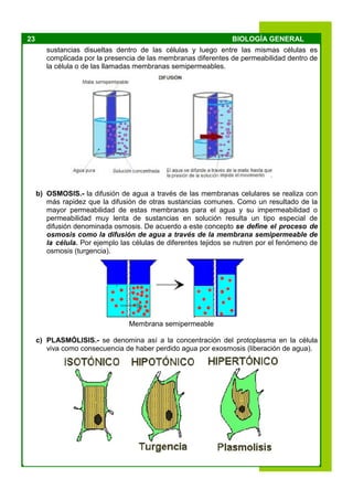 23 BIOLOGÍA GENERAL
sustancias disueltas dentro de las células y luego entre las mismas células es
complicada por la presencia de las membranas diferentes de permeabilidad dentro de
la célula o de las llamadas membranas semipermeables.
b) OSMOSIS.- la difusión de agua a través de las membranas celulares se realiza con
más rapidez que la difusión de otras sustancias comunes. Como un resultado de la
mayor permeabilidad de estas membranas para el agua y su impermeabilidad o
permeabilidad muy lenta de sustancias en solución resulta un tipo especial de
difusión denominada osmosis. De acuerdo a este concepto se define el proceso de
osmosis como la difusión de agua a través de la membrana semipermeable de
la célula. Por ejemplo las células de diferentes tejidos se nutren por el fenómeno de
osmosis (turgencia).
Membrana semipermeable
c) PLASMÓLISIS.- se denomina así a la concentración del protoplasma en la célula
viva como consecuencia de haber perdido agua por exosmosis (liberación de agua).
 