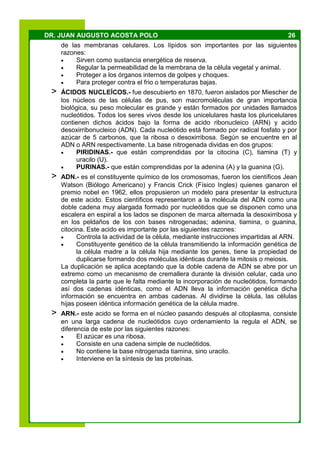 26DR. JUAN AUGUSTO ACOSTA POLO
de las membranas celulares. Los lípidos son importantes por las siguientes
razones:
 Sirven como sustancia energética de reserva.
 Regular la permeabilidad de la membrana de la célula vegetal y animal.
 Proteger a los órganos internos de golpes y choques.
 Para proteger contra el frio o temperaturas bajas.
> ÁCIDOS NUCLEÍCOS.- fue descubierto en 1870, fueron aislados por Miescher de
los núcleos de las células de pus, son macromoléculas de gran importancia
biológica, su peso molecular es grande y están formados por unidades llamados
nucleótidos. Todos los seres vivos desde los unicelulares hasta los pluricelulares
contienen dichos ácidos bajo la forma de acido ribonucleico (ARN) y acido
desoxirribonucleico (ADN). Cada nucleótido está formado por radical fosfato y por
azúcar de 5 carbonos, que la ribosa o desoxirribosa. Según se encuentre en al
ADN o ARN respectivamente. La base nitrogenada dividas en dos grupos:
 PIRIDINAS.- que están comprendidas por la citocina (C), tiamina (T) y
uracilo (U).
 PURINAS.- que están comprendidas por la adenina (A) y la guanina (G).
> ADN.- es el constituyente químico de los cromosomas, fueron los científicos Jean
Watson (Biólogo Americano) y Francis Crick (Físico Ingles) quienes ganaron el
premio nobel en 1962, ellos propusieron un modelo para presentar la estructura
de este acido. Estos científicos representaron a la molécula del ADN como una
doble cadena muy alargada formado por nucleótidos que se disponen como una
escalera en espiral a los lados se disponen de marca alternada la desoxirribosa y
en los peldaños de los con bases nitrogenadas; adenina, tiamina, o guanina,
citocina. Este acido es importante por las siguientes razones:
 Controla la actividad de la célula, mediante instrucciones impartidas al ARN.
 Constituyente genético de la célula transmitiendo la información genética de
la célula madre a la célula hija mediante los genes, tiene la propiedad de
duplicarse formando dos moléculas idénticas durante la mitosis o meiosis.
La duplicación se aplica aceptando que la doble cadena de ADN se abre por un
extremo como un mecanismo de cremallera durante la división celular, cada uno
completa la parte que le falta mediante la incorporación de nucleótidos, formando
así dos cadenas idénticas, como el ADN lleva la información genética dicha
información se encuentra en ambas cadenas. Al dividirse la célula, las células
hijas poseen idéntica información genética de la célula madre.
> ARN.- este acido se forma en el núcleo pasando después al citoplasma, consiste
en una larga cadena de nucleótidos cuyo ordenamiento la regula el ADN, se
diferencia de este por las siguientes razones:
 El azúcar es una ribosa.
 Consiste en una cadena simple de nucleótidos.
 No contiene la base nitrogenada tiamina, sino uracilo.
 Interviene en la síntesis de las proteínas.
 