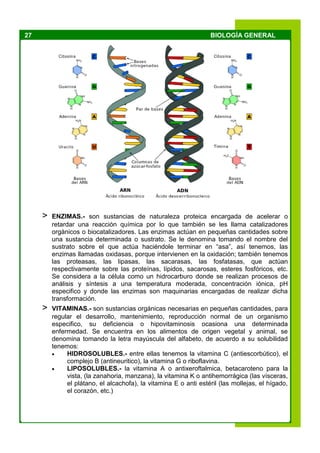 27 BIOLOGÍA GENERAL
> ENZIMAS.- son sustancias de naturaleza proteica encargada de acelerar o
retardar una reacción química por lo que también se les llama catalizadores
orgánicos o biocatalizadores. Las enzimas actúan en pequeñas cantidades sobre
una sustancia determinada o sustrato. Se le denomina tomando el nombre del
sustrato sobre el que actúa haciéndole terminar en “asa”, así tenemos, las
enzimas llamadas oxidasas, porque intervienen en la oxidación; también tenemos
las proteasas, las lipasas, las sacarasas, las fosfatasas, que actúan
respectivamente sobre las proteínas, lípidos, sacarosas, esteres fosfóricos, etc.
Se considera a la célula como un hidrocarburo donde se realizan procesos de
análisis y síntesis a una temperatura moderada, concentración iónica, pH
especifico y donde las enzimas son maquinarias encargadas de realizar dicha
transformación.
> VITAMINAS.- son sustancias orgánicas necesarias en pequeñas cantidades, para
regular el desarrollo, mantenimiento, reproducción normal de un organismo
especifico, su deficiencia o hipovitaminosis ocasiona una determinada
enfermedad. Se encuentra en los alimentos de origen vegetal y animal, se
denomina tomando la letra mayúscula del alfabeto, de acuerdo a su solubilidad
tenemos:
 HIDROSOLUBLES.- entre ellas tenemos la vitamina C (antiescorbútico), el
complejo B (antineuritico), la vitamina G o riboflavina.
 LIPOSOLUBLES.- la vitamina A o antixeroftalmica, betacaroteno para la
vista, (la zanahoria, manzana), la vitamina K o antihemorrágica (las vísceras,
el plátano, el alcachofa), la vitamina E o anti estéril (las mollejas, el hígado,
el corazón, etc.)
 