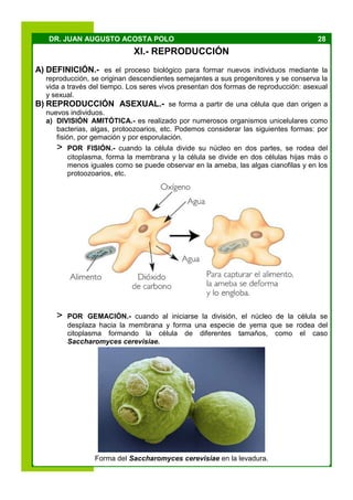 28DR. JUAN AUGUSTO ACOSTA POLO
XI.- REPRODUCCIÓN
A) DEFINICIÓN.- es el proceso biológico para formar nuevos individuos mediante la
reproducción, se originan descendientes semejantes a sus progenitores y se conserva la
vida a través del tiempo. Los seres vivos presentan dos formas de reproducción: asexual
y sexual.
B) REPRODUCCIÓN ASEXUAL.- se forma a partir de una célula que dan origen a
nuevos individuos.
a) DIVISIÓN AMITÓTICA.- es realizado por numerosos organismos unicelulares como
bacterias, algas, protoozoarios, etc. Podemos considerar las siguientes formas: por
fisión, por gemación y por esporulación.
> POR FISIÓN.- cuando la célula divide su núcleo en dos partes, se rodea del
citoplasma, forma la membrana y la célula se divide en dos células hijas más o
menos iguales como se puede observar en la ameba, las algas cianofilas y en los
protoozoarios, etc.
> POR GEMACIÓN.- cuando al iniciarse la división, el núcleo de la célula se
desplaza hacia la membrana y forma una especie de yema que se rodea del
citoplasma formando la célula de diferentes tamaños, como el caso
Saccharomyces cerevisiae.
Forma del Saccharomyces cerevisiae en la levadura.
 