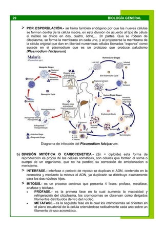 29 BIOLOGÍA GENERAL
> POR ESPORULACIÓN.- se llama también endógeno por que las nuevas células
se forman dentro de la célula madre, en esta división de acuerdo al tipo de célula
el núcleo se divide en dos, cuatro, ocho,… 2n partes. Que se rodean de
citoplasma, se forma la membrana en cada uno, y al proponerse la membrana de
la célula original que dan en libertad numerosas células llamadas “esporas” como
sucede en el plasmodium que es un protozoo que produce paludismo
(Plasmodium falciparum)
Diagrama de infección del Plasmodium falciparum.
b) DIVISIÓN MITÓTICA O CARIOCENETICA.- (2n = diploide) esta forma de
reproducción es propia de las células somáticas, son células que forman el soma o
cuerpo de un organismo, que no ha perdido su corrección de embrionacion o
meristemo.
> INTERFASE.- interfase o periodo de reposo se duplican el ADN, contenido en la
cromatina y mediante la mitosis el ADN, ya duplicado se distribuye exactamente
para los dos núcleos hijos.
> MITOSIS.- es un proceso continuo que presenta 4 fases: profase, metafase,
anafase y telofase.
 PROFASE.- es la primera fase en la cual aumenta la viscosidad y
refrigeración del citoplasma, los cromosomas se observan como delgados
filamentos distribuidos dentro del núcleo.
 METAFASE.- es la segunda fase en la cual los cromosomas se orientan en
el plano ecuatorial de la célula orientándose radicalmente cada uno sobre un
filamento de uso acromático.
 