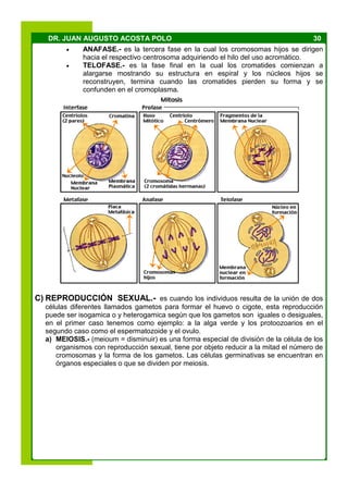30DR. JUAN AUGUSTO ACOSTA POLO
 ANAFASE.- es la tercera fase en la cual los cromosomas hijos se dirigen
hacia el respectivo centrosoma adquiriendo el hilo del uso acromático.
 TELOFASE.- es la fase final en la cual los cromatides comienzan a
alargarse mostrando su estructura en espiral y los núcleos hijos se
reconstruyen, termina cuando las cromatides pierden su forma y se
confunden en el cromoplasma.
C) REPRODUCCIÓN SEXUAL.- es cuando los individuos resulta de la unión de dos
células diferentes llamados gametos para formar el huevo o cigote, esta reproducción
puede ser isogamica o y heterogamica según que los gametos son iguales o desiguales,
en el primer caso tenemos como ejemplo: a la alga verde y los protoozoarios en el
segundo caso como el espermatozoide y el ovulo.
a) MEIOSIS.- (meioum = disminuir) es una forma especial de división de la célula de los
organismos con reproducción sexual, tiene por objeto reducir a la mitad el número de
cromosomas y la forma de los gametos. Las células germinativas se encuentran en
órganos especiales o que se dividen por meiosis.
 