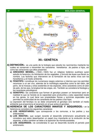31 BIOLOGÍA GENERAL
XII.- GENÉTICA
A) DEFINICIÓN.- es una parte de la biología que estudia los nacimientos mediante los
cuales se conservan o transmiten los caracteres hereditarios de padres a hijos, así
como las variaciones que ellos presentan.
a) GREGORIO MENDEL.- (1822—1824) fue un religioso botánico austriaco quien
estudio la herencia y la hibridación de los vegetales, y formulo las leyes que llevan su
nombre. Los factores que intervienen en la formación de los seres vivos son los
hereditarios y el medio ambiente.
b) FENOTIPO.- constituye los numerosos rasgos externos e internos que nos permiten
reconocer a un ser vivo, además de la morfología especifica como la del ratón, del
perro, de la moscas y otras existentes en las especies, otros caracteres como el color
de pelo, de los ojos, la longitud de las orejas, etc. También se considera la fisiología y
los caracteres psicológicos.
c) GENOTIPO.- los caracteres que forman el genotipo poseen un transmisor pero en
realidad lo que se hereda es la capacidad para producirlos y esta capacidad reside
en los genes, lo cual tiene sus propiedades físicas y químicas especiales que
permiten la continuidad de los caracteres de los padres a los hijos.
La expresión del fenotipo no se debe únicamente al genotipo sino también al medio
ambiente que proporciona el escenario en el que actúa el genotipo.
B) HERENCIA DE LOS CARACTERES INNATOS Y ADQUIRIDOS.- en la
herencia se considera los siguientes caracteres:
a) LOS HEREDITARIOS.- que corresponde a los comunes, a los padres y sus
antecesores.
b) LOS INNATOS.- que surgen durante el desarrollo embrionario actualmente se
considera que estos desempeñan un papel muy importante en la evolución de las
especies, a ellos cambien se debe a la aparición de monstruosidades.
c) LOS ADQUIRIDOS.- se consideraba lo que se desarrolla durante el periodo post
embrionario.
 