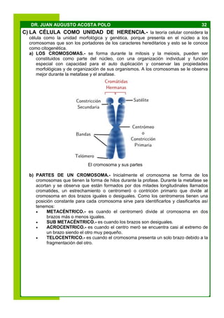 32DR. JUAN AUGUSTO ACOSTA POLO
C) LA CÉLULA COMO UNIDAD DE HERENCIA.- la teoría celular considera la
célula como la unidad morfológica y genética, porque presenta en el núcleo a los
cromosomas que son los portadores de los caracteres hereditarios y esto se le conoce
como citogenética.
a) LOS CROMOSOMAS.- se forma durante la mitosis y la meiosis, pueden ser
constituidos como parte del núcleo, con una organización individual y función
especial con capacidad para el auto duplicación y conservar las propiedades
morfológicas y de organización de sus organismos. A los cromosomas se le observa
mejor durante la metafase y el anafase.
El cromosoma y sus partes
b) PARTES DE UN CROMOSOMA.- Inicialmente el cromosoma se forma de los
cromosomas que tienen la forma de hilos durante la profase. Durante la metafase se
acortan y se observa que están formados por dos mitades longitudinales llamados
cromatides, un estrechamiento o centromeró o contrición primario que divide al
cromosoma en dos brazos iguales o desiguales. Como los centromeros tienen una
posición constante para cada cromosoma sirve para identificarlos y clasificarlos así
tenemos:
 METACÉNTRICO.- es cuando el centromeró divide al cromosoma en dos
brazos más o menos iguales.
 SUB METACÉNTRICO.- es cuando los brazos son desiguales.
 ACROCENTRICO.- es cuando el centro meró se encuentra casi al extremo de
un brazo siendo el otro muy pequeño.
 TELOCENTRICO.- es cuando el cromosoma presenta un solo brazo debido a la
fragmentación del otro.
 