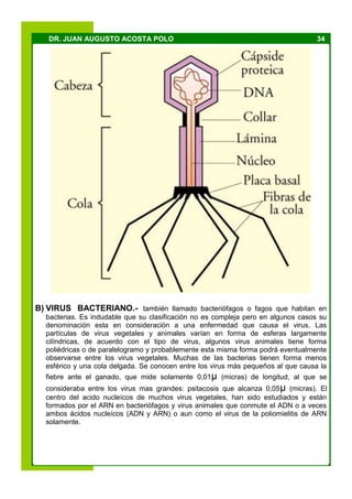 34DR. JUAN AUGUSTO ACOSTA POLO
B) VIRUS BACTERIANO.- también llamado bacteriófagos o fagos que habitan en
bacterias. Es indudable que su clasificación no es compleja pero en algunos casos su
denominación esta en consideración a una enfermedad que causa el virus. Las
partículas de virus vegetales y animales varían en forma de esferas largamente
cilíndricas, de acuerdo con el tipo de virus, algunos virus animales tiene forma
poliédricas o de paralelogramo y probablemente esta misma forma podrá eventualmente
observarse entre los virus vegetales. Muchas de las bacterias tienen forma menos
esférico y una cola delgada. Se conocen entre los virus más pequeños al que causa la
fiebre ante el ganado, que mide solamente 0,01µ (micras) de longitud, al que se
consideraba entre los virus mas grandes: psitacosis que alcanza 0,05µ (micras). El
centro del acido nucleícos de muchos virus vegetales, han sido estudiados y están
formados por el ARN en bacteriófagos y virus animales que conmute el ADN o a veces
ambos ácidos nucleícos (ADN y ARN) o aun como el virus de la poliomielitis de ARN
solamente.
 