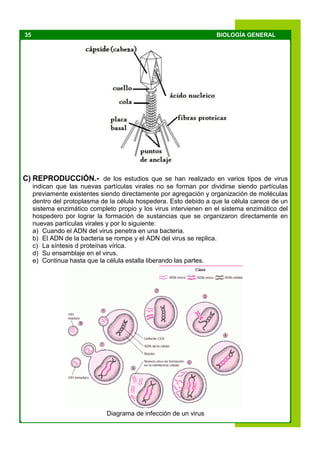 35 BIOLOGÍA GENERAL
C) REPRODUCCIÓN.- de los estudios que se han realizado en varios tipos de virus
indican que las nuevas partículas virales no se forman por dividirse siendo partículas
previamente existentes siendo directamente por agregación y organización de moléculas
dentro del protoplasma de la célula hospedera. Esto debido a que la célula carece de un
sistema enzimático completo propio y los virus intervienen en el sistema enzimático del
hospedero por lograr la formación de sustancias que se organizaron directamente en
nuevas partículas virales y por lo siguiente:
a) Cuando el ADN del virus penetra en una bacteria.
b) El ADN de la bacteria se rompe y el ADN del virus se replica.
c) La síntesis d proteínas vírica.
d) Su ensamblaje en el virus.
e) Continua hasta que la célula estalla liberando las partes.
Diagrama de infección de un virus
 