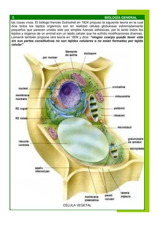 5 BIOLOGÍA GENERAL
las cosas vivas. El biólogo francés Dutrochet en 1824 propuso la siguiente teoría en la cual
dice todos los tejidos orgánicos son en realidad células globulosas extremadamente
pequeños que parecen unidas solo por simples fuerzas adhesivas; por lo tanto todos los
tejidos y órganos de un animal son un tejido celular que ha sufrido modificaciones diversas.
Lamarck también propone otra teoría en 1809 y dice: “ningún cuerpo puede tener vida
sin sus partes constitutivas no son tejidos celulares o no están formados por tejido
celular”
CÉLULA VEGETAL
 