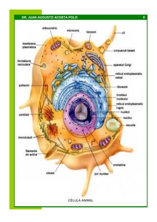 6DR. JUAN AUGUSTO ACOSTA POLO
CÉLULA ANIMAL
 