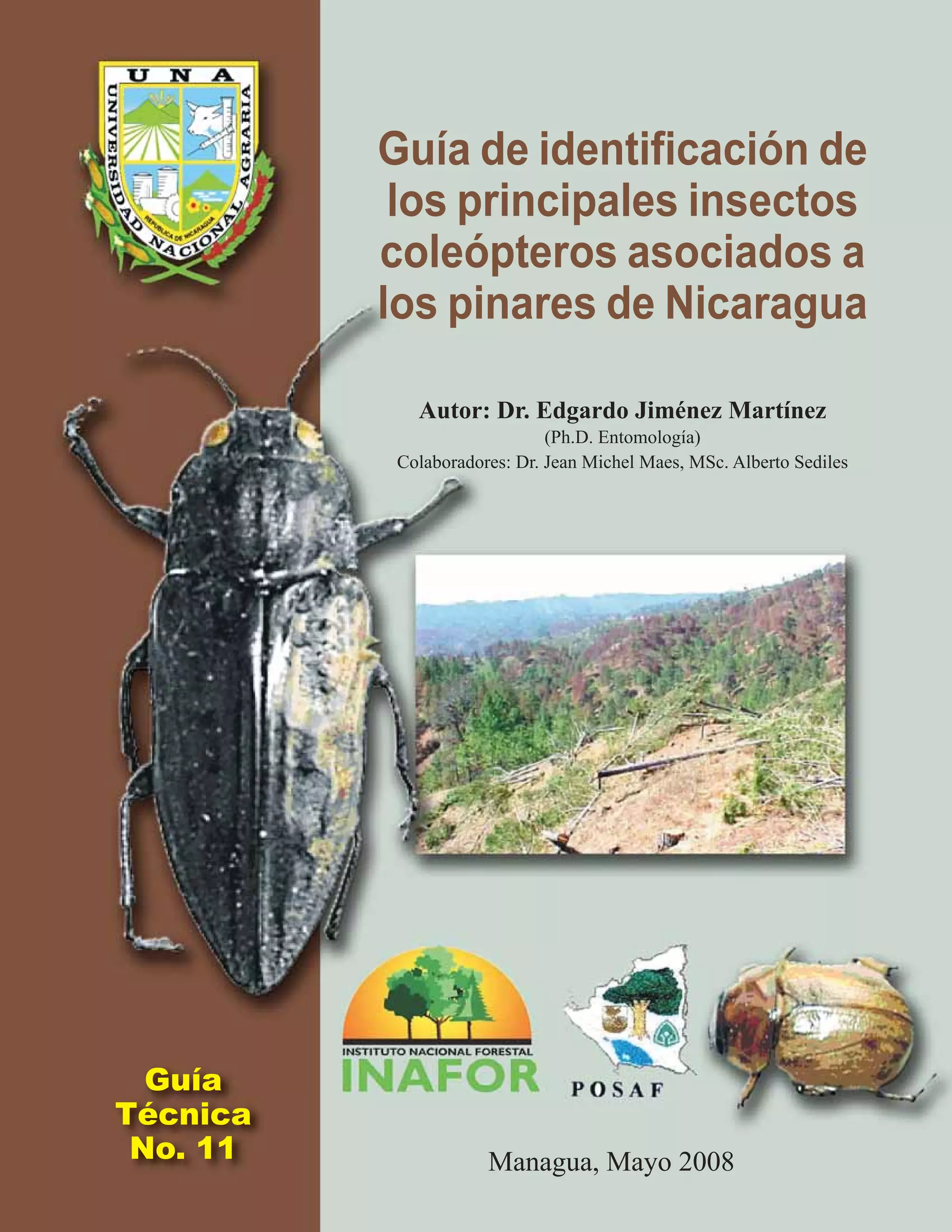 Guía De Identificación De Insectos Voladores