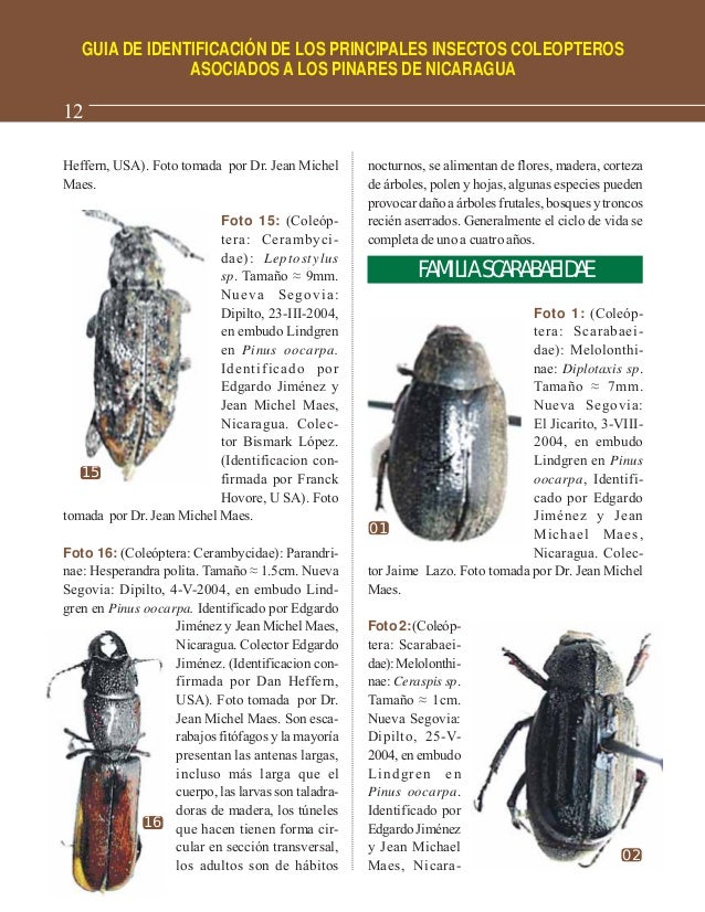 Guía de identificación de los principales insectos coLEOPTEROS