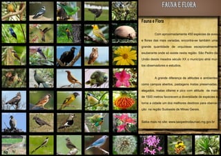 Amante do Cerrado	

Andorinha

(AF)

(AF)
Beija-Flor

Azulão

Avestruz

Periquito

(AF)

(AF)
Pica-Pau

fauna e flora

Macaco Sagui

Canário da Terra

Tatu

Fauna e Flora
Com aproximadamente 450 espécies de aves

(AF)
Bem-Te-Vi

(AF)

(AF)

Urubu

Colerinha

e flores das mais variadas, encontra-se também uma

(AF)
Coruja Buraqueira

Flores Do Cerrado

grande quantidade de orquídeas escepionalmente
exuberante onde só existe nesta região. São Pedro da
União desde meados século XX o município atrái mui-

(AF)
Grimpeiro

(AF)
Jacú

(AF)

(AF)
João de Barro

tos observadores e estudios.
Azaléia

Maritaca

A grande diferença de altitudes e ambientes
(AF)

(AF)
Pardal

Águia

como campos abertos, pastagens matas preservadas,

(AF)
Flores do Cerrado

Saíra Viúva

Pintassilgo

alagados, matas ciliares e pico com altitude de mais
de 1500 metros favorecem a diversidade de espécies e
torna a cidade um dos melhores destinos para oberva-

(AF)
Pomba do Ar

(AF)

(AF)
Quero-Quero

Pássaro Preto

ção na região Sudoeste de Minas Gerais.

(AF)
Saíra Largara

Flor de Bananeira

Saiba mais no site: www.saopedrodauniao.mg.gov.br
(AF)
Seriema

30

(AF)
Tico Tico

Tesourinha

(AF)

(AF)

(AF)

(AF)
Dente de Leão

Sanhaço

(AF)

(AF)

Orquidea

Orquidea

(AF)

Flor do cerrado

(AF)

(AF)

31

 