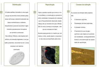 Distribuição                               Reprodução                               Causas de extinção



A Gralha-de-Bico-Vermelho é uma espé-      Após a parada nupcial que ocorre no ini-    As causas da extinção desta espécie,

cie que se encontra muito dividida pelas   cio de Março, a construção ou arranjo do    são:
                                           ninho contempla o transporte de materiais
áreas da Europa, estando localizada nas                                                      O abandono agrícola;
                                            que é frequentemente observado desde
    áreas montanhosas e costeiras.
                                           Março até ao momento em que a fêmea               Florestação de terras agrícolas;
Actualmente é possível encontrar 5 aglo-
                                           põe os ovos e começa a incubação., dan-
                                                                                             A pressão turística;
   merados populacionais da espécie                do-se a eclosão em Abril.
                                                                                             O aumento do uso de agro-
        em território continental.
                                           Durante esse período é o macho que ali-
                                                                                              quimicos, que origina um aumento
 Nos últimos 100anos, esta espécie tem     menta o ninho, sendo assim o crescimen-
                                                                                              da mortalidade, consequentemente
sofrido uma elevada regressão, e as que      to das crias acompanhado pelos dois.
                                                                                              levara a uma diminuição da capaci-

estão presentes, encontram-se em zonas                                                        dade de reprodução.

         isoladas e em declínio

               acentuado.
 