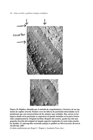 86 Cómo escribir y publicar trabajos científicos
Figura 10. Réplica, obtenida por el método de congelamiento y fractura, de un seg-
mento de capilar arterial. Pueden verse las hileras de partículas intercaladas en la
membrana que son características de las uniones muy ocluidas. Hay surcos en los
lugares donde otras partículas se separaron al quedar incluidas en la parte fractu-
rada complementaria. Original (arriba). Después del recorte, quedó tan solo una
pequeña fracción del original (el ángulo superior izquierdo), lo cual realza mucho
los detalles. La micrografía recortada (abajo) se publicó en Microvascular Research
34:349-362, 1987
(Cedida amablemente por Roger C. Wagner y Academic Press, Inc.)
 