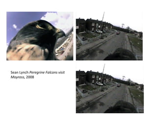 Sean Lynch  Peregrine Falcons visit Moyross,  2008 