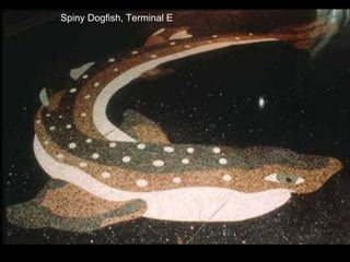 Spiny Dogfish, Terminal E
 