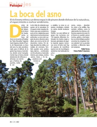 Paisajes
Paisajes


La boca del asno
El río Eresma refresca un denso espacio de pinares donde disfrutar de la naturaleza,




D
el esparcimiento o realizar senderismo.
                   entro de       ta de miles de visitantes que     y caballos. La zona es un       zorros, corzos… abundan
                   los Montes     gustan de la naturaleza. En       paraíso micológico, visitado    los erizos y las ardillas. Hay
                   de Valsaín,    el espacio están trazadas dis-    en otoño, donde recolectar      también anfibios, como la
                   en la Sierra   tintas rutas para senderismo,     hongos.                         salamandra, los tritones y di-
                   de Guada-      junto al río; o alejándose para   FAUNA.- Las aves definen al     ferentes especies de ranas. En
                   rrama, La      adentrarse en zonas boscosas      grupo más numeroso, con         el Eresma se pueden pescar
                   boca del       profundas. La zona está cua-      150 especies diferentes. So-    truchas, gobios y bermejue-
Asno se encuentra al finalizar    jada de pinos silvestres (pino    bresalen los buitres negro y    las. Los entomólogos pueden
las “Siete Revueltas” bajando     albar), por encima de los mil     leonado, ejemplares de águi-    encontrar los singulares “cier-
hacia Segovia, desde el Puer-     doscientos metros. Por de-        la imperial, rapaces noctur-    vos volantes”, con su peculiar
to de Navacerrada. La boca        bajo abundan los robles, con      nas como el búho real. Hay      zumbido; y diferentes tipos
del asno ha sido acondicio-       rodales de encinares. Tam-        45 especies de mamíferos        de mariposas.
nado para el disfrute de la       bién pueden verse acebos,         (quince son de murciélagos),                     Pablo Torres
gente: hay mesas y merende-       tejos, álamos… combinados         siendo los más habituales los        Fotos: Pablo T. Guerrero
ros, donde comer tranquila-       con los arbustos y matorrales     jaba-
mente; hay un kiosco, donde       (retama, jara estepa, enebro,     líes,
abastecerse de refrescos o         piorno, brezo…). En las
almorzar. Los domin-                  praderas se ali-
gos y festivos, los                    mentan va-
puentes, recibe                            cas
la visi-




38 • CdE • 682
 