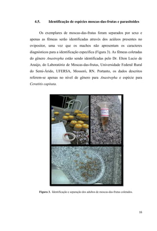 4.5. Identificação de espécies moscas-das-frutas e parasitoides
Os exemplares de moscas-das-frutas foram separados por sexo e
apenas as fêmeas serão identificadas através dos acúleos presentes no
ovipositor, uma vez que os machos não apresentam os caracteres
diagnósticos para a identificação específica (Figura 3). As fêmeas coletadas
do gênero Anastrepha estão sendo identificadas pelo Dr. Elton Lucio de
Araújo, do Laboratório de Moscas-das-frutas, Universidade Federal Rural
do Semi-Árido, UFERSA, Mossoró, RN. Portanto, os dados descritos
referem-se apenas no nível de gênero para Anastrepha e espécie para
Ceratitis capitata.
Figura 3. Identificação e separação dos adultos de moscas-das-frutas coletados.
 