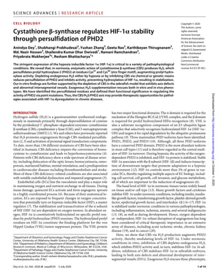 Dey et al., Sci. Adv. 2020; 6 : eaaz8534 3 July 2020
SCI ENCE ADVANCES | RESEARCH ARTICLE
1 of 14
CELL BIOLOGY
Cystathione -synthase regulates HIF-1 stability
through persulfidation of PHD2
Anindya Dey1
, Shubhangi Prabhudesai2
, Yushan Zhang3
, Geeta Rao3
, Karthikeyan Thirugnanam2
,
Md. Nazir Hossen3
, Shailendra Kumar Dhar Dwivedi1
, Ramani Ramchandran2
,
Priyabrata Mukherjee3
*, Resham Bhattacharya1
*
The stringent expression of the hypoxia inducible factor-1 (HIF-1) is critical to a variety of pathophysiological
conditions. We reveal that, in normoxia, enzymatic action of cystathionine -synthase (CBS) produces H2S, which
persulfidates prolyl hydroxylase 2 (PHD2) at residues Cys21
and Cys33
(zinc finger motif), augmenting prolyl hydro­
xylase activity. Depleting endogenous H2S either by hypoxia or by inhibiting CBS via chemical or genetic means
reduces persulfidation of PHD2 and inhibits activity, preventing hydroxylation of HIF-1, resulting in stabilization.
Our in vitro findings are further supported by the depletion of CBS in the zebrafish model that exhibits axis defects
and abnormal intersegmental vessels. Exogenous H2S supplementation rescues both in vitro and in vivo pheno-
types. We have identified the persulfidated residues and defined their functional significance in regulating the
activity of PHD2 via point mutations. Thus, the CBS/H2S/PHD2 axis may provide therapeutic opportunities for pathol-
ogies associated with HIF-1 dysregulation in chronic diseases.
INTRODUCTION
Hydrogen sulfide (H2S) is a gasotransmitter synthesized endoge-
nously in mammals primarily through depersulfidation of cysteine
by the pyridodoxyl 5′-phosphate–dependent enzymes: cystathionine
-synthase(CBS),cystathionine-lyase(CSE),and3-mercaptopyruvate
sulfurtransferase (3MST) (1). We and others have previously reported
that H2S promotes angiogenesis through CBS-mediated persulfida-
tion (2, 3) and activation of proximal signal transduction components.
To date, more than 150 different mutations of CBS have been iden-
tified in humans; CBS deficiency impairs the conversion of homo-
cysteine to cystathionine and leads to hyperhomocysteinemia (4).
Patients with CBS deficiency show a wide spectrum of disease sever-
ity, including dislocation of the optic lenses, homocystinuria, osteo-
porosis, marfanoid habitus, mental retardation, and a predisposition
to cardiovascular diseases including thromboembolism and stroke.
Most of these CBS deficiency–related conditions are also associated
with notable endothelial dysfunction and impaired angiogenesis (5).
Endothelial cells (ECs) line the vasculature and play a major role
in maintaining oxygen and nutrient exchange in all tissues. During
tissue damage, quiescent ECs activate and form angiogenic sprouts
in a highly coordinated process (6). Because of their anatomical lo-
cation, ECs are exposed to frequent changes in oxygen concentra-
tion that potentially turn on hypoxia-inducible factor (HIF), a master
regulator (7). The stabilization and transactivation of the  subunit
of HIF (HIF-1) are dependent on oxygen tension. In abundant ox-
ygen, HIF-1 is constitutively hydroxylated on specific prolyl resi-
dues by prolyl hydroxylase (PHD) enzymes. The hydroxylated prolyl
residues on HIF-1 constitute the binding platform for the von
Hippel-Lindau (VHL) tumor suppressor protein. The VHL protein
has two major functional domains: The  domain is required for the
nucleation of the Elongins BC/Cul 2/VHL complex, and the  domain
is required for prolyl-hydroxylated HIF recognition (8). VHL is
also a substrate recognition component of an E3 ubiquitin ligase
complex that selectively recognizes hydroxylated HIF-1 (HIF-1–
OH) and targets it for rapid degradation by the ubiquitin-proteasome
pathway (9). Three mammalian PHD isoforms have been identified:
PHD1, PHD2, and PHD3 (10). Although, all three PHD isoforms
have a conserved PHD domain, PHD2 is the most abundant isoform
in most cell types (11) and is therefore regarded as the central medi-
ator of HIF-1 turnover. During hypoxia, the activity of the oxygen-­
dependent PHD2 is inhibited, and HIF-1 protein is stabilized. Stable
HIF-1 associates with the  subunit (HIF-1) and induces transcrip-
tion of downstream targets that promote adaptation to a hypoxic
environment (12). HIF-1 controls more than 2% of genes in vas-
cular ECs, thereby regulating multiple aspects of EC biology, includ-
ing cell survival, cell growth, cell invasion, and glucose metabolism,
all of which are important to the induction of angiogenesis (6).
The basal level of HIF-1 in normoxic tissues varies widely based
on tissue and/or cell type (13). Many growth factors and cytokines
stabilizeHIF-1undernormoxicconditions,includinginsulin,insulin-­
likegrowthfactors,transforminggrowthfactor,platelet-derivedgrowth
factor, epidermal growth factor, and interleukin-1 (14–17). HIF-1
is stabilized under normoxic conditions in various pathophysiologies,
including inflammation, ischemia, anemia, and several malignancies
(13, 18), as well as during development. Hence, oxygen-dependent
or -independent, HIF-1–reliant disruption of angiogenesis has long
been considered of critical therapeutic importance in an extensive
array of diseases, including acute ischemic stroke, chronic kidney
disease (19), and in cancer (20).
Here, we show that CBS via H2S production augments PHD2
activity, thereby modulating levels of HIF-1. Under normoxic
conditions in vitro, inhibition of CBS depletes endogenous H2S,
which inhibits PHD2 activity and, in turn, stabilizes HIF-1. In ad-
dition, inhibition of CBS stabilizes HIF-1 in zebrafish embryos,
leading to both axis defects and abnormal development of inter­
segmental vessels (ISVs). Exogenous H2S rescues these phenotypes,
1
Department of Obstetrics and Gynecology, Peggy and Charles Stephenson Cancer
Center, University of Oklahoma Health Science Center, Oklahoma City, OK 73104,
USA.2
DepartmentofPediatrics,DepartmentofObstetricsandGynecology,Children’s
Research Institute, Medical College of Wisconsin, Milwaukee, WI 53226, USA.
3
Department of Pathology, Peggy and Charles Stephenson Cancer Center, University
of Oklahoma Health Science Center, Oklahoma City, OK 73104, USA.
*Corresponding author. Email: resham-bhattacharya@ouhsc.edu (R.B.); priyabrata-­
mukherjee@ouhsc.edu (P.M.)
Copyright © 2020
The Authors, some
rights reserved;
exclusive licensee
American Association
for the Advancement
of Science. No claim to
originalU.S. Government
Works. Distributed
under a Creative
Commons Attribution
NonCommercial
License 4.0 (CC BY-NC).
onOctober1,2020http://advances.sciencemag.org/Downloadedfrom
 