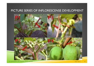 PICTURE SERIES OF INFLORESCENSE DEVELOPMENT




© COPYRIGHT 2013 BIONIC PALM LIMITED   29/01/2013   4
 