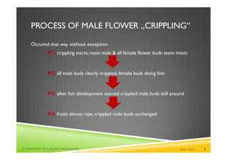 PROCESS OF MALE FLOWER „CRIPPLING“

     Occured that way without exception
                P1: crippling starts, most male & all female flower buds seem intact


                P2: all male buds clearly crippled, female buds doing fine


                P3: after fuit development started crippled male buds still around


                P4: fruits almost ripe, crippled male buds unchanged




© COPYRIGHT 2013 BIONIC PALM LIMITED                                            29/01/2013   5
 