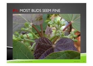 P1: MOST BUDS SEEM FINE




© COPYRIGHT 2013 BIONIC PALM LIMITED   29/01/2013   6
 
