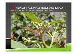 P2: ALMOST ALL MALE BUDS ARE DEAD
     (5 DAYS AFTER THE LAST PICTURE, SAME INFLORESCENSE)




© COPYRIGHT 2013 BIONIC PALM LIMITED                       29/01/2013   7
 