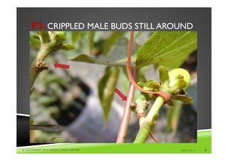 P3: CRIPPLED MALE BUDS STILL AROUND




© COPYRIGHT 2013 BIONIC PALM LIMITED   29/01/2013   8
 