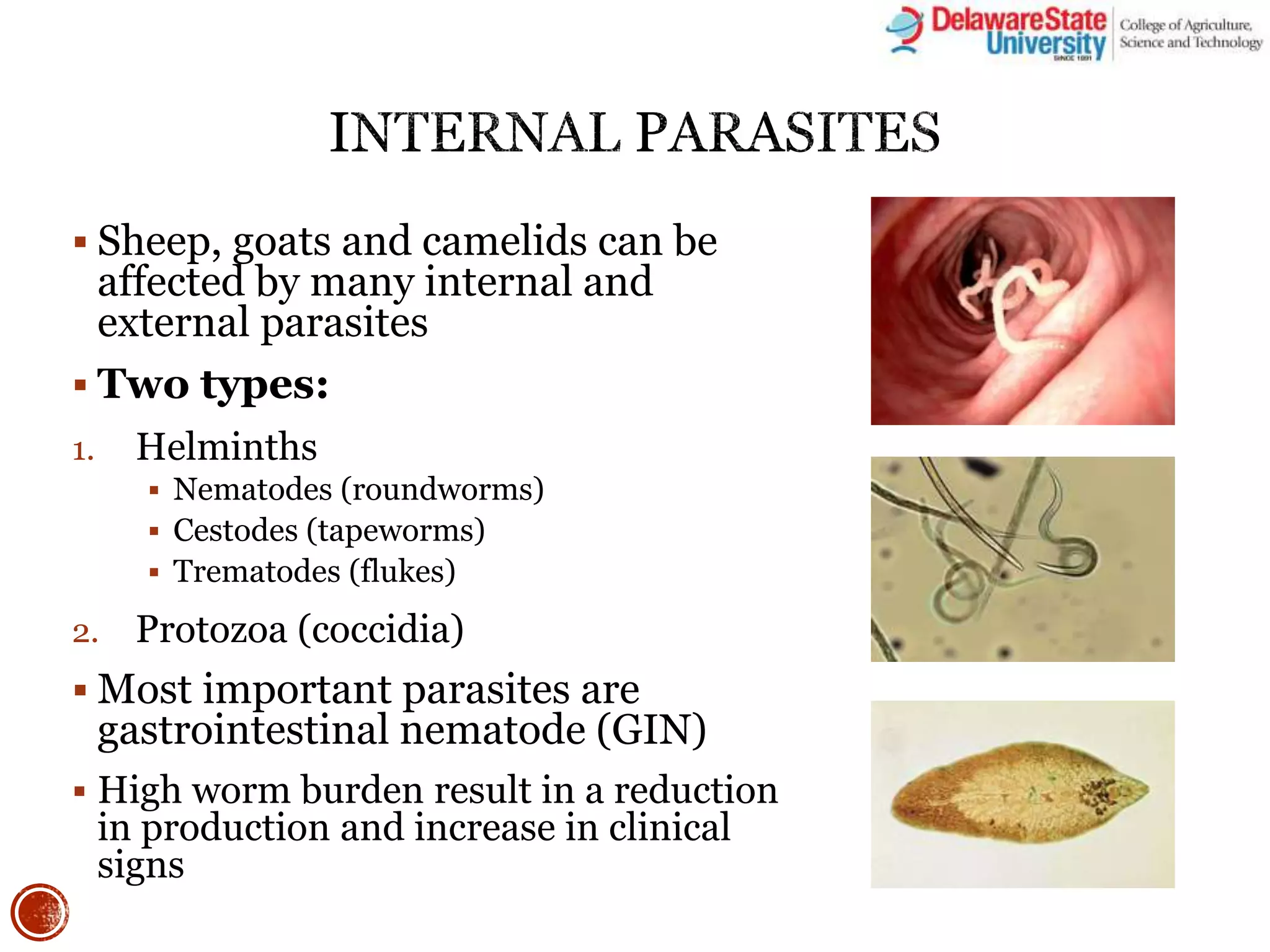 The Barber Pole Worm: Could You Be Infected? - bcv9uf9