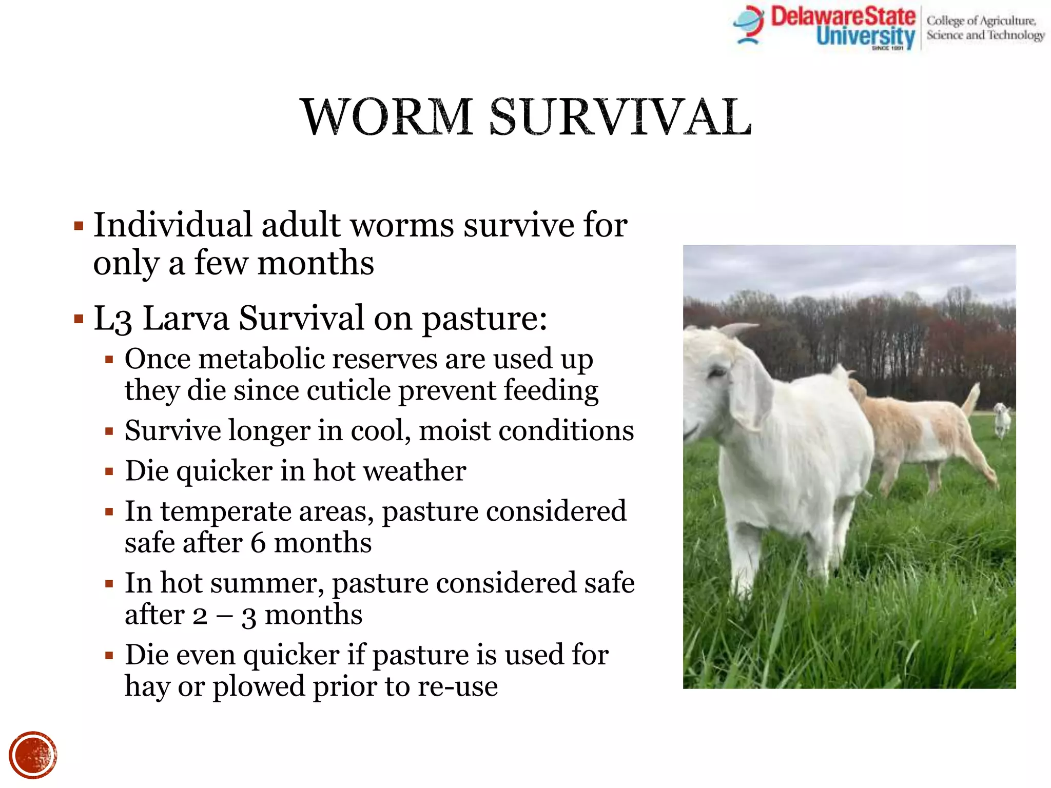 The Barber Pole Worm: Could You Be Infected? - znucv7u