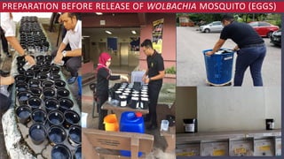 PREPARATION BEFORE RELEASE OF WOLBACHIA MOSQUITO (EGGS)
STAGE)
 