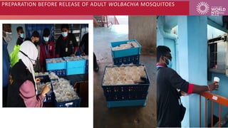 PREPARATION BEFORE RELEASE OF ADULT WOLBACHIA MOSQUITOES
 