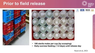 Prior to field release
• 100 sterile males per cup (by scooping)
• Daily sucrose feeding ( 1-2 days) until release day
Naz...