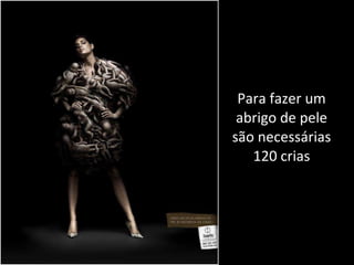 Para fazer um abrigo de pele são necessárias 120 crias 