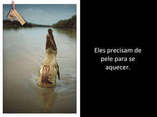 Eles precisam de pele para se aquecer. 