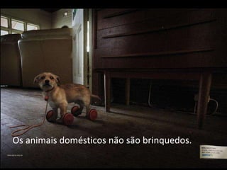 Os animais domésticos não são brinquedos. 