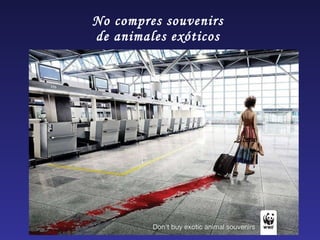 No compres souvenirs  de animales exóticos  