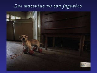 Las mascotas no son juguetes  
