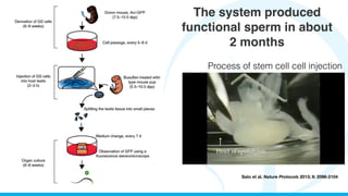 Public lecture - Stem Cell and Male Infertility | PDF