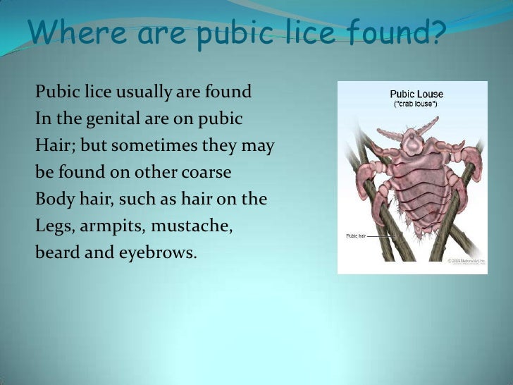 Pubic Lice And Scabies