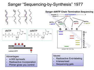 Sanger “Sequencing-by-Synthesis” 1977
Issues:
- Radioactive End-labeling
- 4-lanes/read
- Sequencing gels
Advantages:
- 4-500 bp/reads
- Radioactive Incorporation
- Primer gives you control
dNTP ddNTP
 