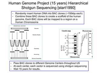 Human Genome Project (15 years) Hierarchical
Shotgun Sequencing [start1990]
- Randomly insert Human DNA into BAC clones (~150kbp each)
- Combine these BAC clones to create a scaffold of the human
genome. Each BAC clone will be mapped to a region on a
Human Chromosome
- Pass BAC clones to different Genome Centers throughout US
- At each center, each vector is sequenced using shotgun sequencing
- Wait 15 years for results.
 