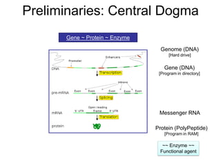 Preliminaries: Central Dogma
Gene ~ Protein ~ Enzyme
Gene (DNA)
[Program in directory]
Protein (PolyPeptide)
[Program in RAM]
~~ Enzyme ~~
Functional agent
Messenger RNA
Genome (DNA)
[Hard drive]
 