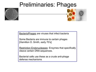 Preliminaries: Phages
BacterioPhages are viruses that infect bacteria
Some Bacteria are immune to certain phages
[Hamilton O. Smith, early 70‟s]
Restriction Endonucleases: Enzymes that specifically
cleave certain DNA sequences.
Bacterial cells use these as a crude anti-phage
defense mechanisms
 