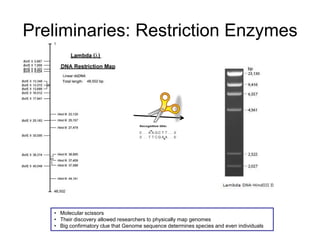 Preliminaries: Restriction Enzymes
• Molecular scissors
• Their discovery allowed researchers to physically map genomes
• Big confirmatory clue that Genome sequence determines species and even individuals
 