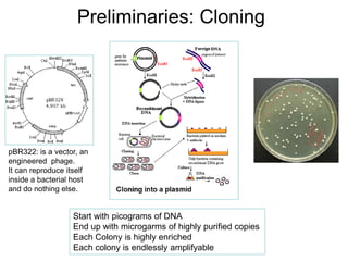 Preliminaries: Cloning
Start with picograms of DNA
End up with microgarms of highly purified copies
Each Colony is highly enriched
Each colony is endlessly amplifyable
pBR322: is a vector, an
engineered phage.
It can reproduce itself
inside a bacterial host
and do nothing else.
 